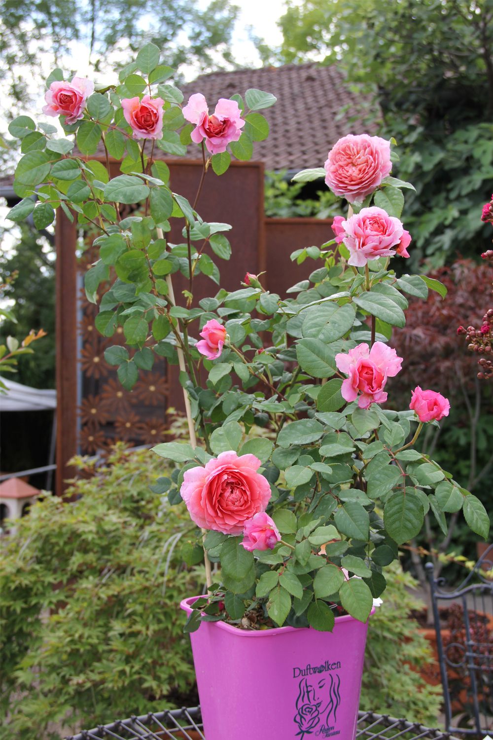 Rose 'Eisvogel' ® (Edelrose)