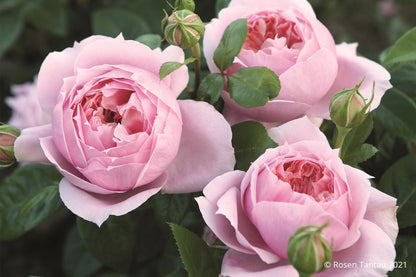 Rose 'Schöne Maid' ® Edelrose