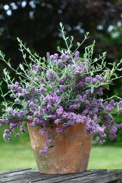 Buddleja alternifolia 'Unique' Hänge-Sommerflieder