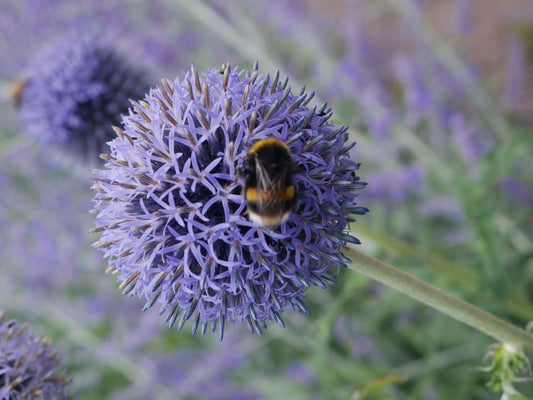 Echinops ritro Kugeldistel