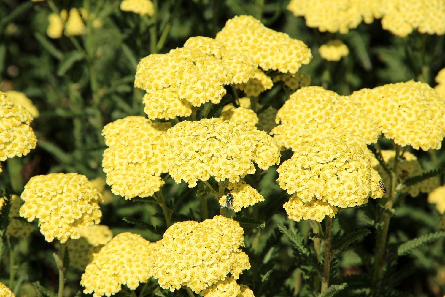 Achillea millefolium 'Sunny Seduction' Schafgarbe