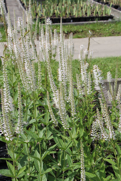 Veronicastrum virginicum 'Diana' (Kandelaberehrenpreis)