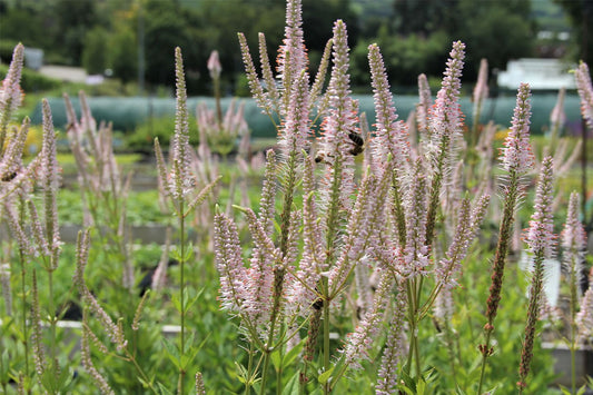 Veronicastrum virginicum 'Challenger' Kandelaberehrenpreis