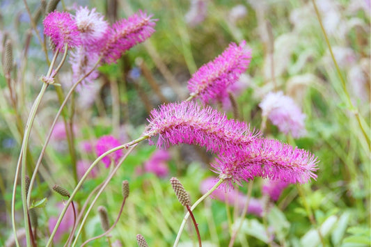 Sanguisorba 'Lilac Squirrel' Flaschenbürsten - Wiesenknopf