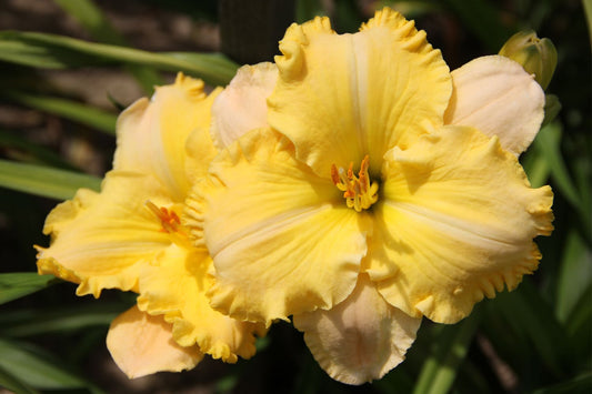 Hemerocallis 'My Darling Clementine' Kleinblumige Taglilie