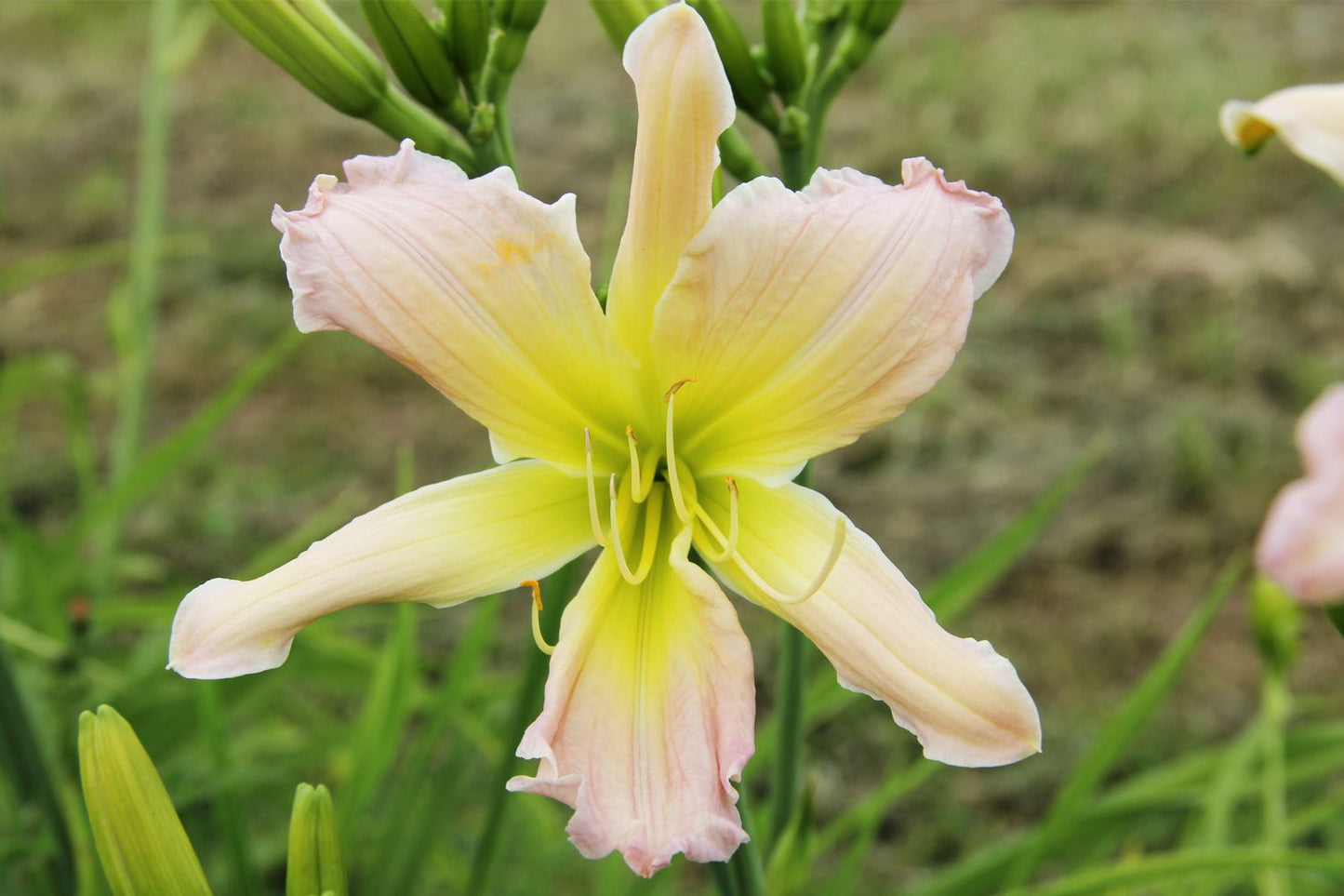 Hemerocallis 'Phial of Galadriel' Großblumige Taglilie