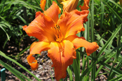 Hemerocallis 'Primal Scream' Großblumige Taglilie