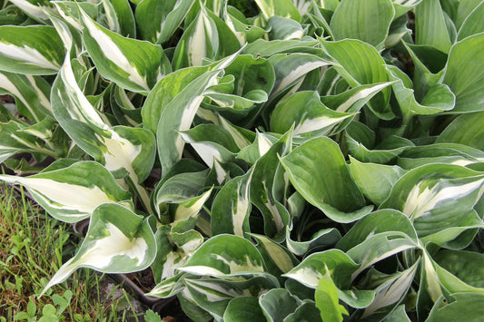 Hosta 'Amazone' Funkie
