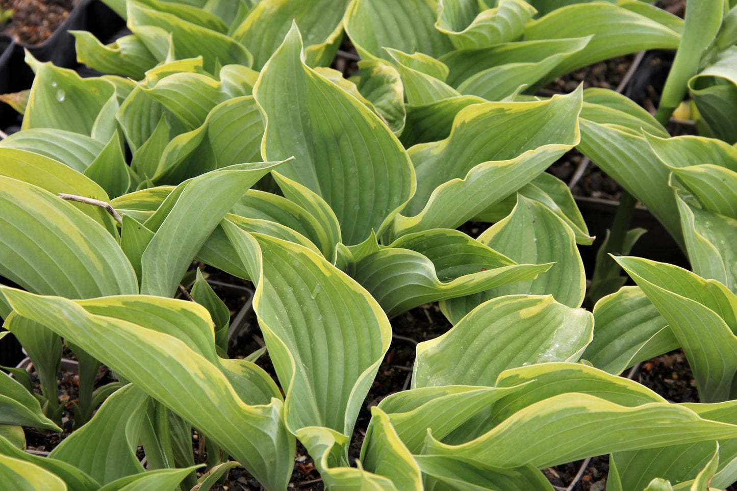 Hosta 'Victory' Funkie