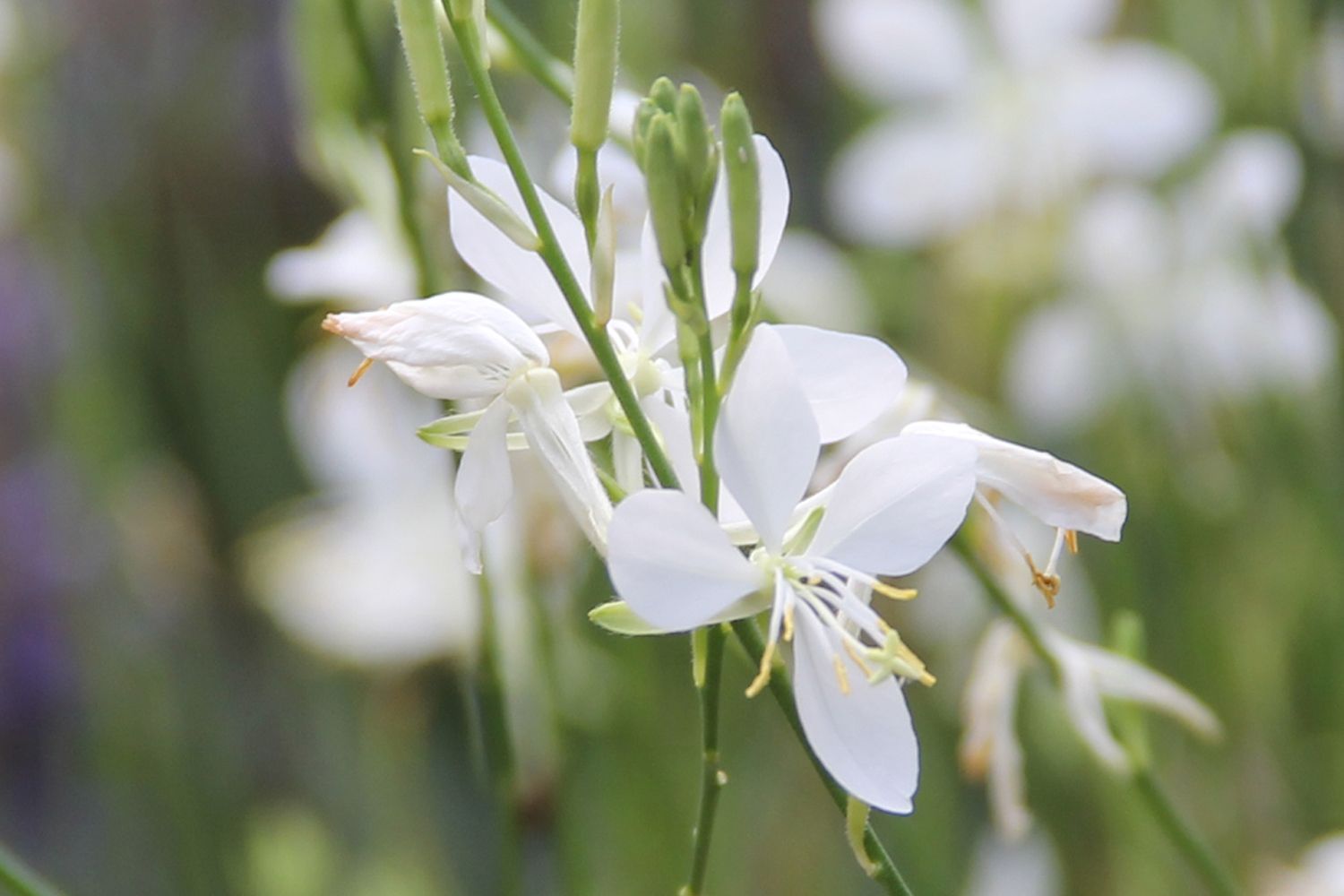 Gaura lindheimeri 'Graceful White' Prachtkerze