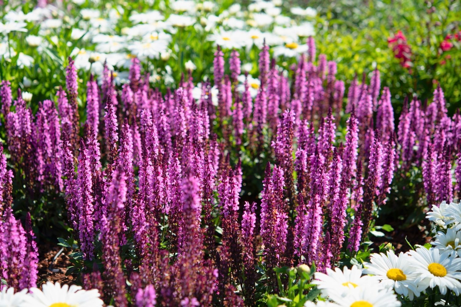 Salvia nemorosa 'Midnight Rose' Ziersalbei