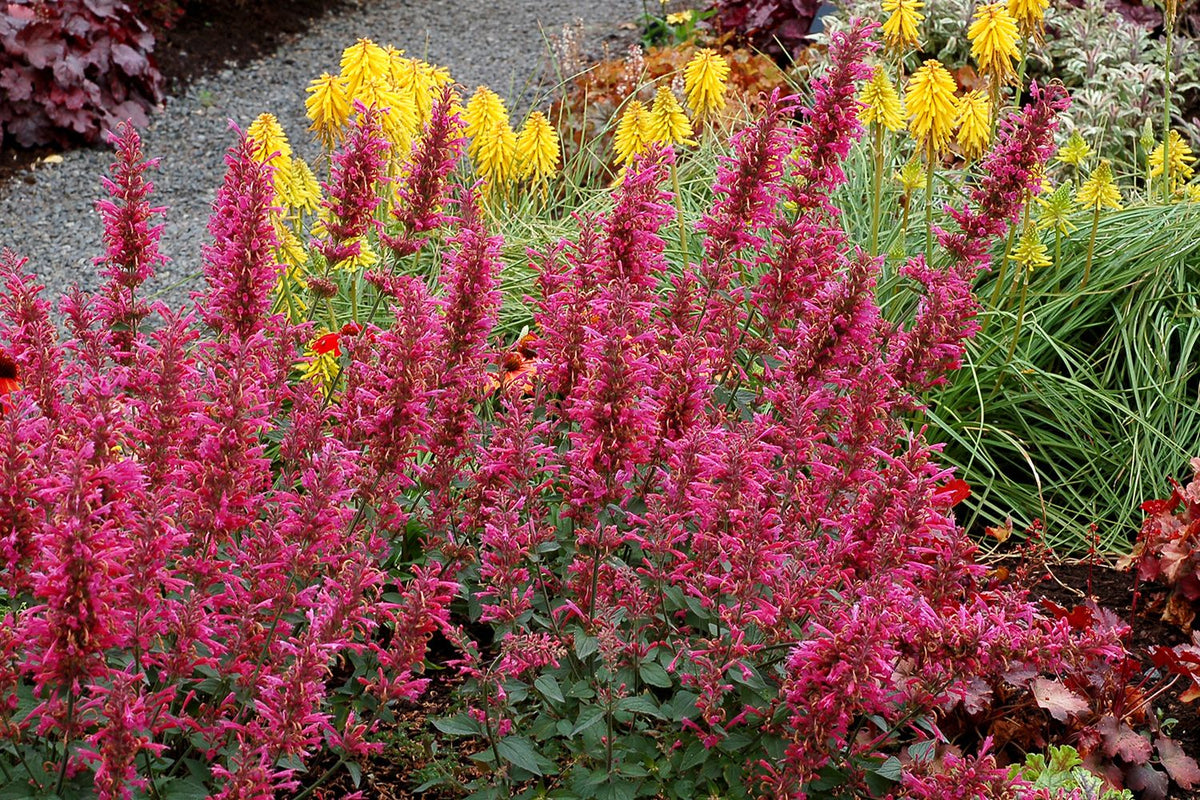 Agastache 'Morello' (Duftnessel) - P 1