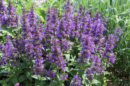 Nepeta kubanica 'Neptune' (Großblumige Katzenminze)