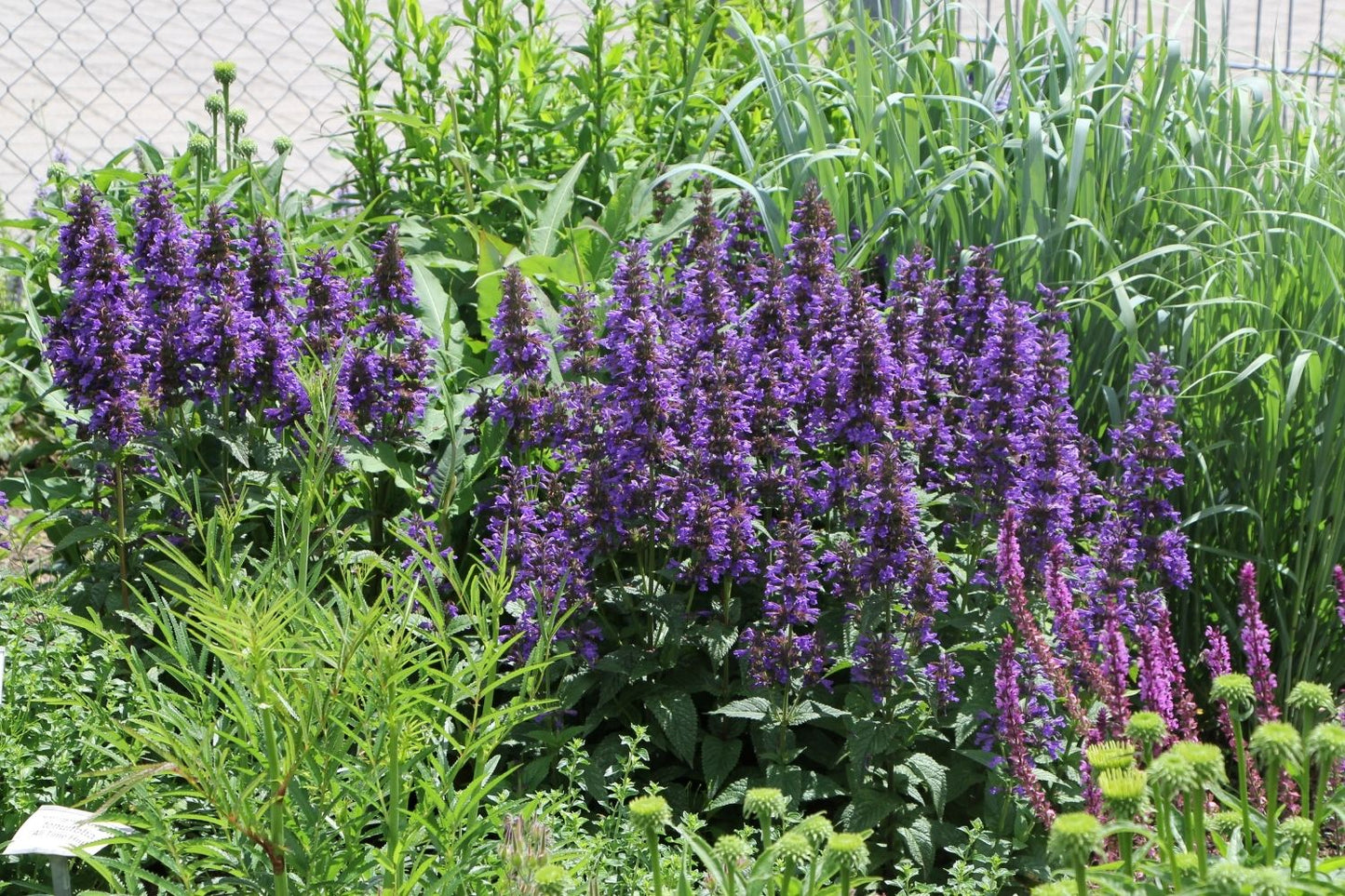 Nepeta kubanica 'Neptune' (Großblumige Katzenminze)