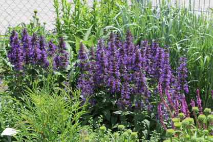 Nepeta kubanica 'Neptune' (Großblumige Katzenminze)