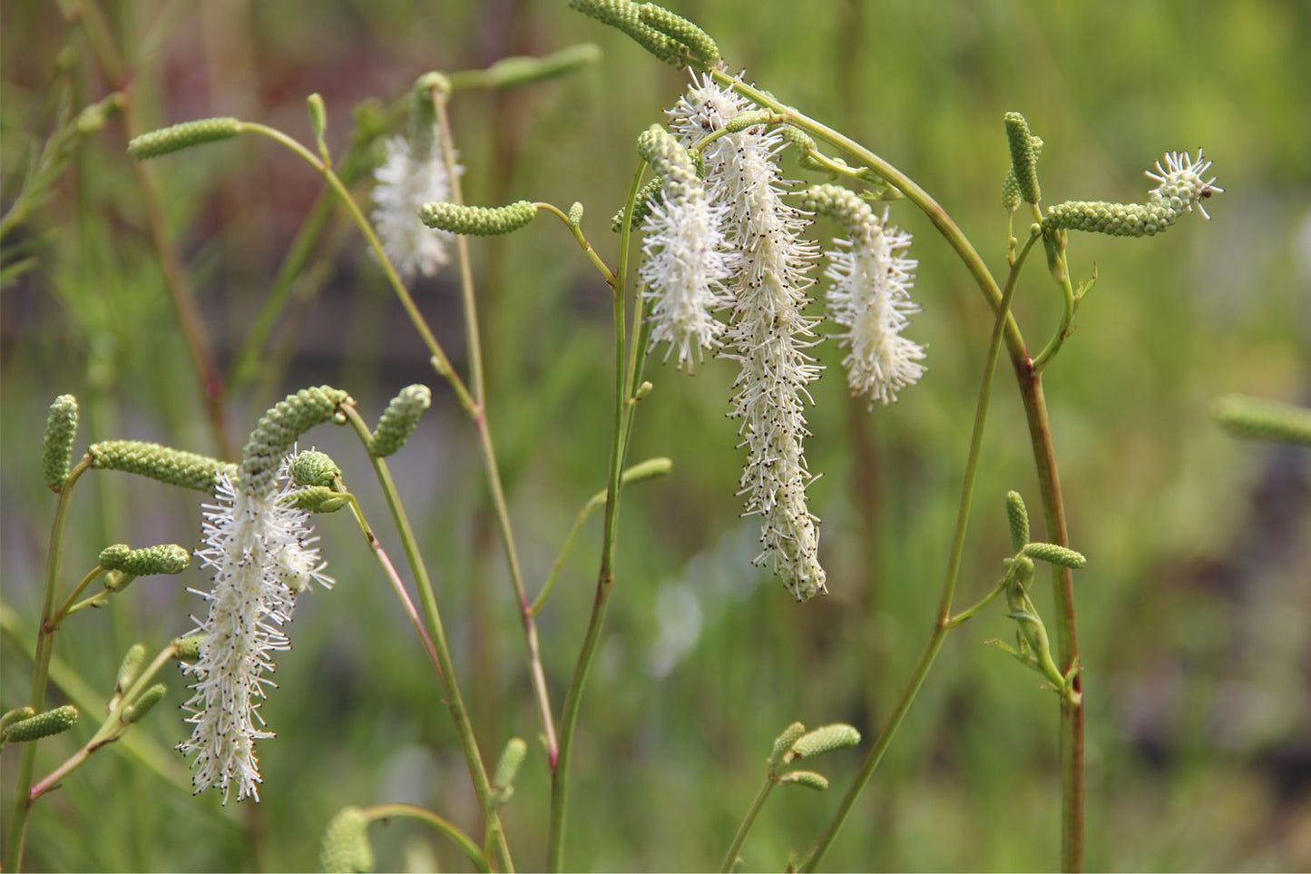 Sanguisorba 'Sotomayor' Hoher weißer Wiesenknopf