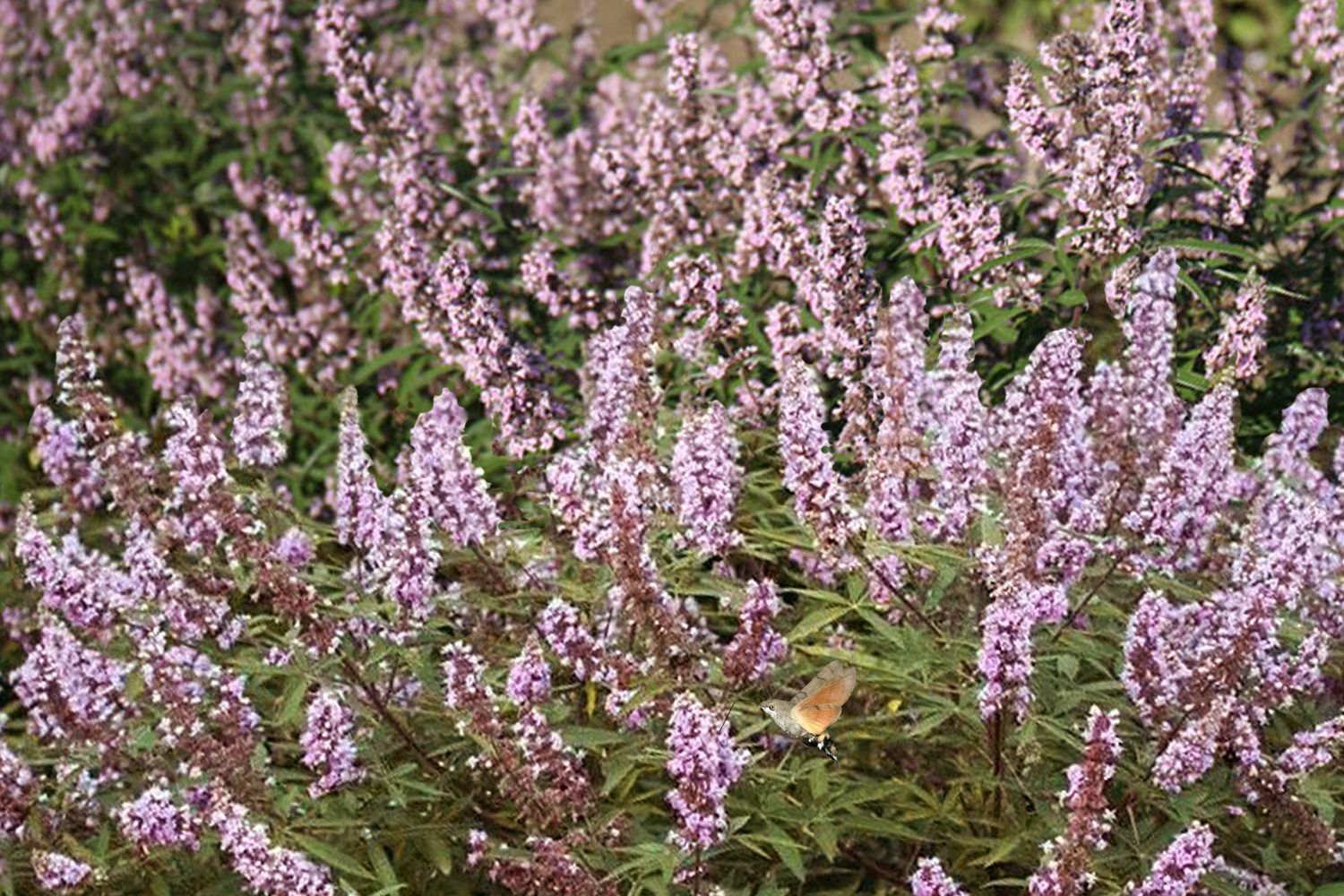 Vitex agnus-castus 'Pink Pinnacle' Rosa Mönchspfeffer