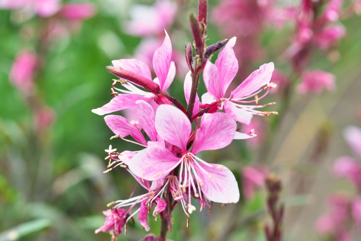 Gaura lindheimeri 'Cherry Brandy' Prachtkerze