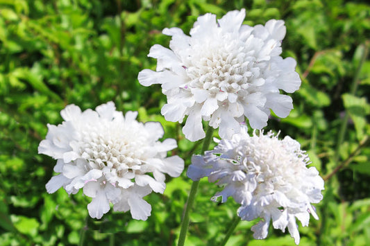 Scabiosa columbaria 'Flutter Pure White' Weiße Tauben-Skabiose