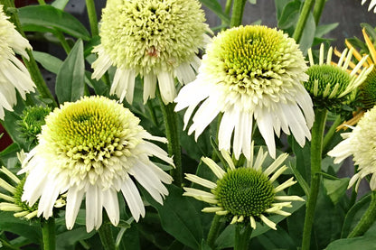 Echinacea 'Delicious Nougat' Scheinsonnenhut