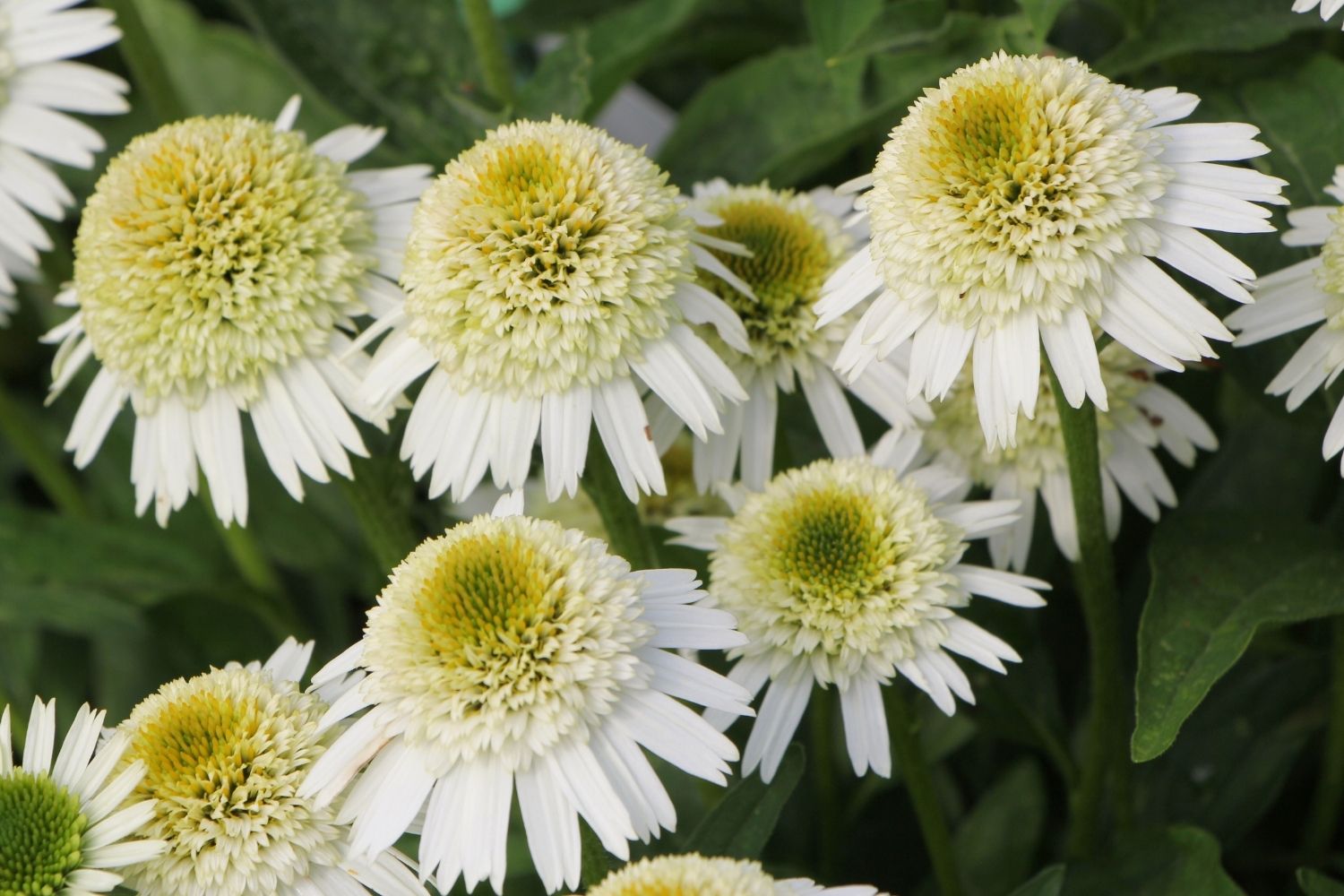 Echinacea 'Delicious Nougat' ® Scheinsonnenhut