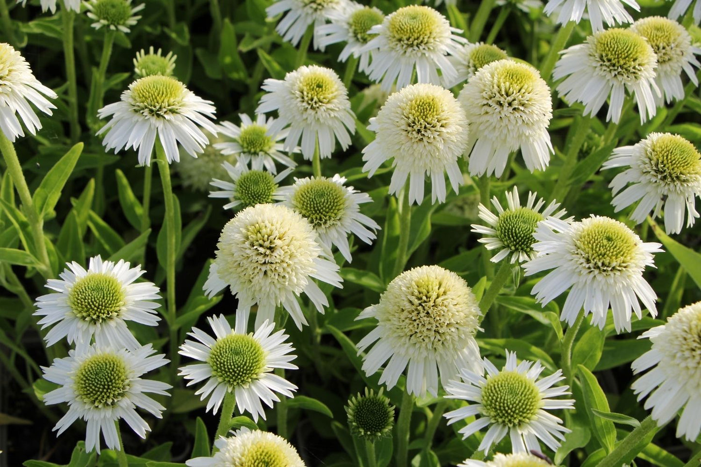 Echinacea 'Delicious Nougat' ® (Scheinsonnenhut)