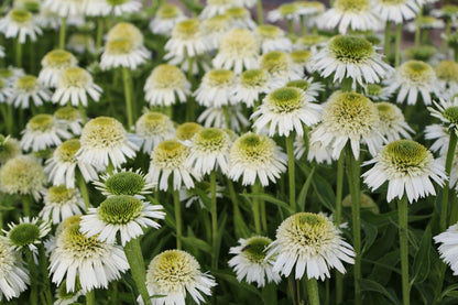 Echinacea 'Delicious Nougat' ® (Scheinsonnenhut)