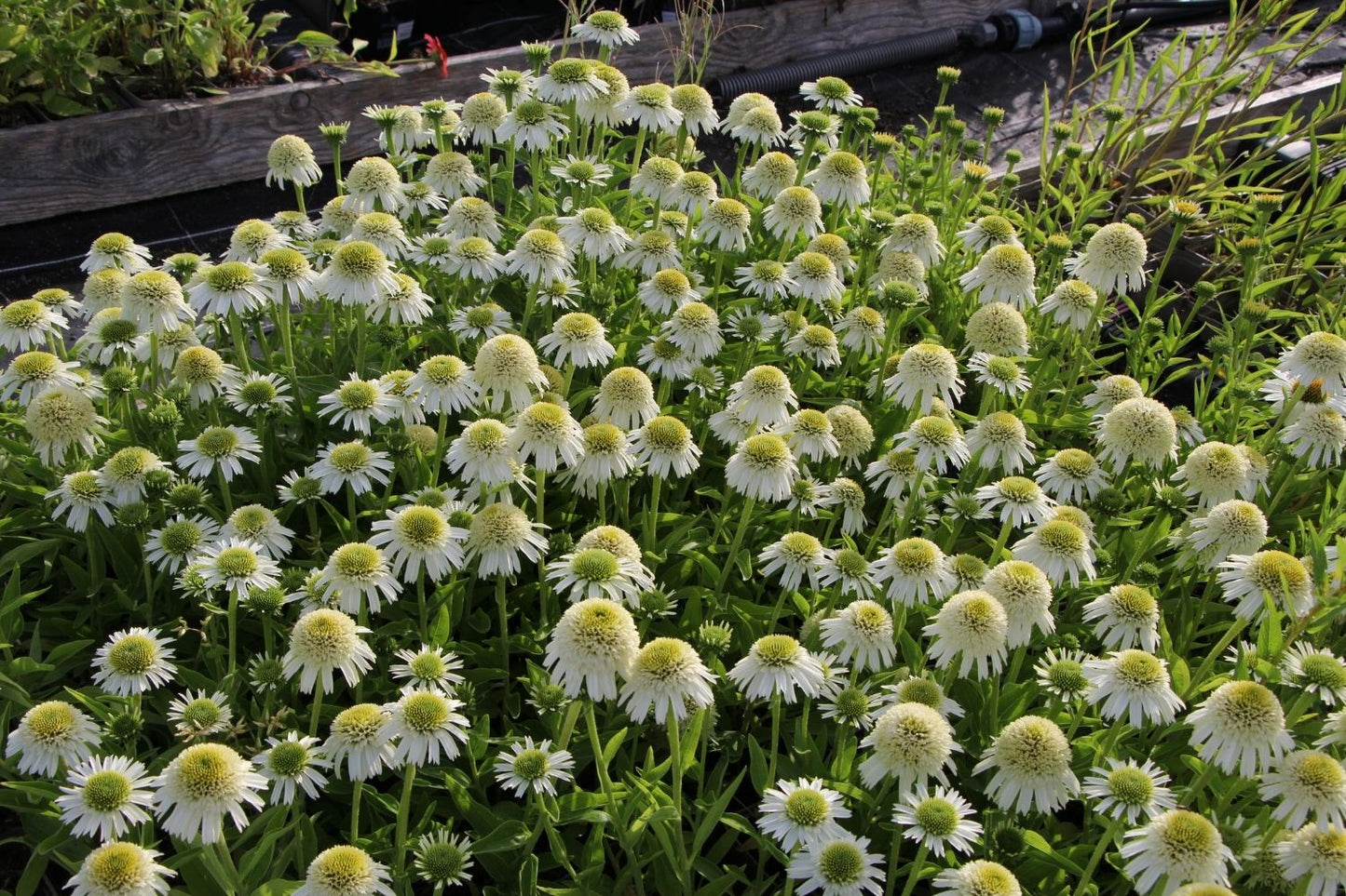 Echinacea 'Delicious Nougat' ® (Scheinsonnenhut)