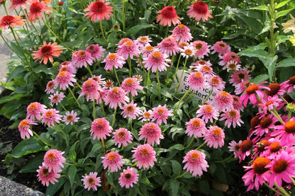 Echinacea 'Butterfly Kisses' ® (Scheinsonnenhut)