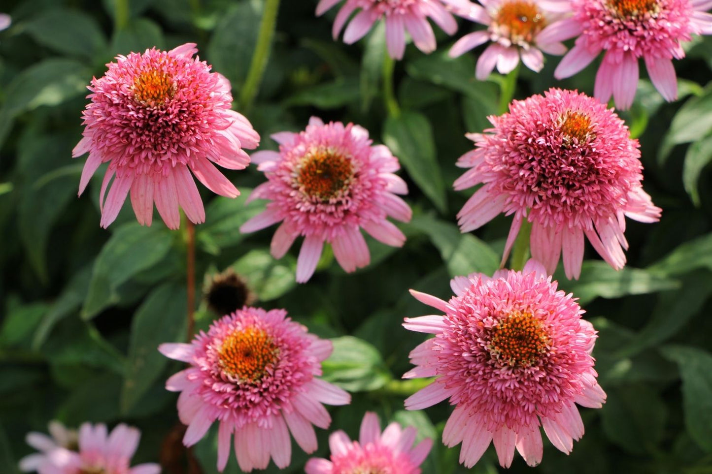 Echinacea 'Butterfly Kisses' ® (Scheinsonnenhut)