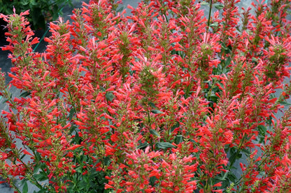 Agastache 'Kudos Red' (Duftnessel)