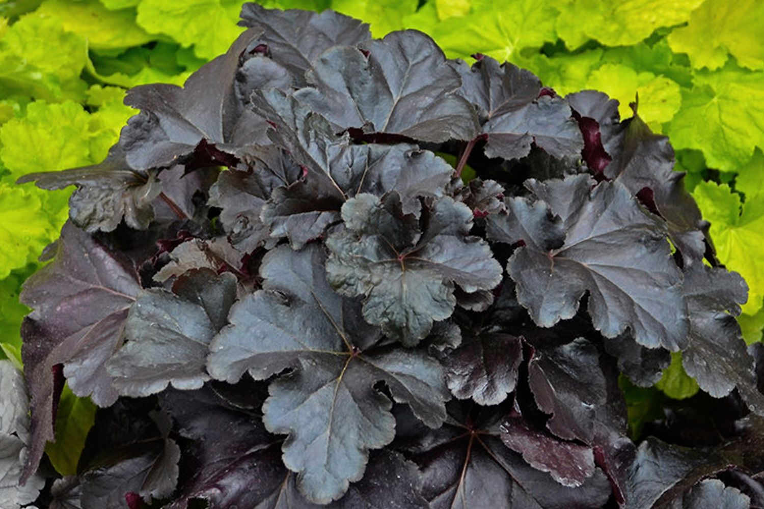 Heuchera 'Black Pearl' Purpurglöckchen