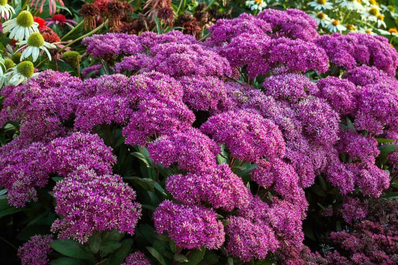 Sedum telephium 'Mr. Goodbud' (GartenFetthenne)