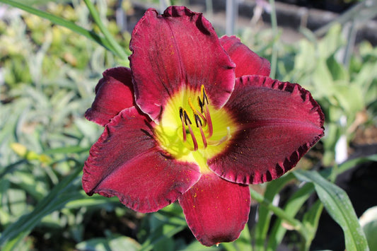 Hemerocallis 'Bela Lugosi' Großblumige Taglilie