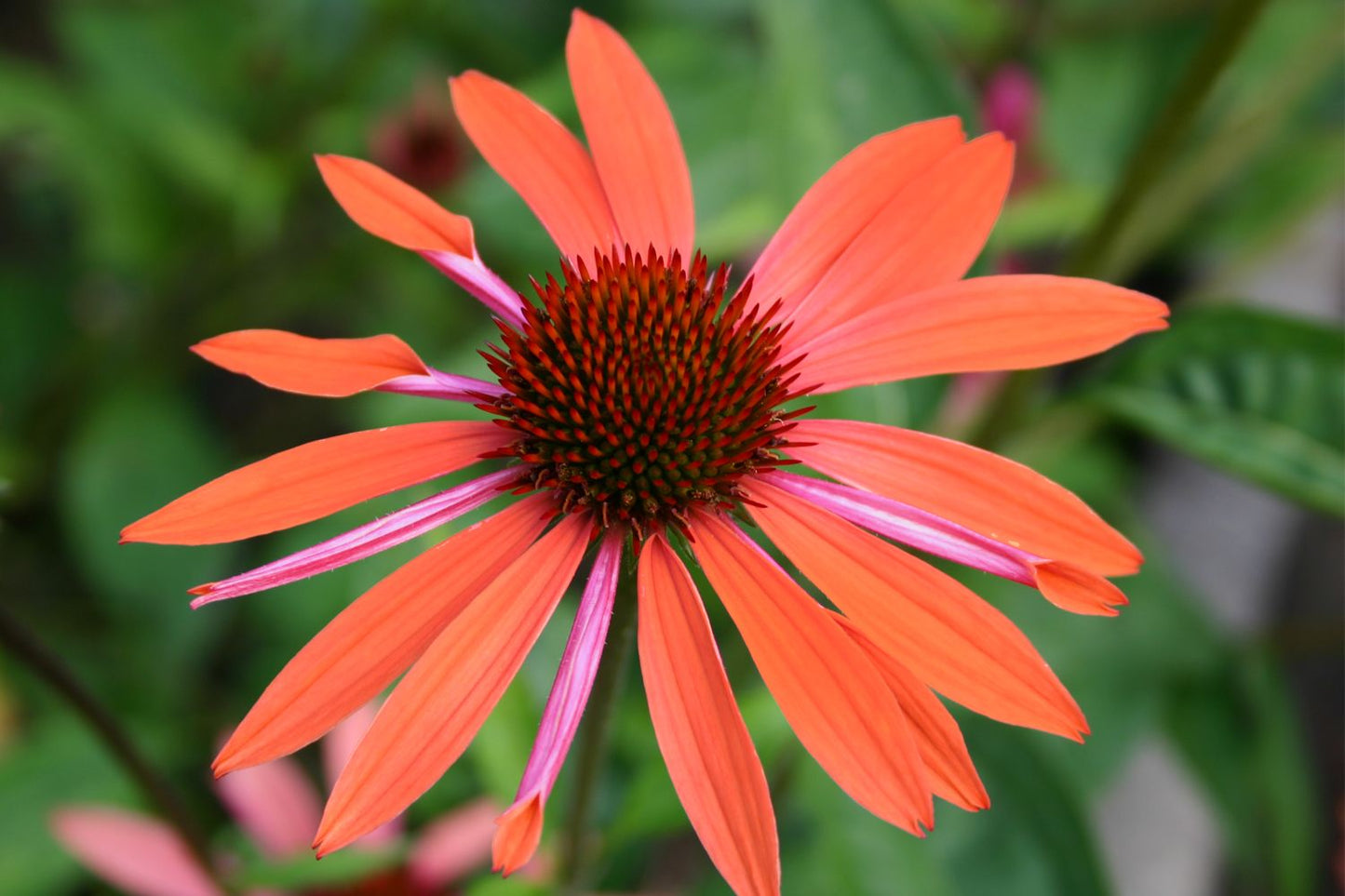 Echinacea 'Orange Pearl' (Scheinsonnenhut)