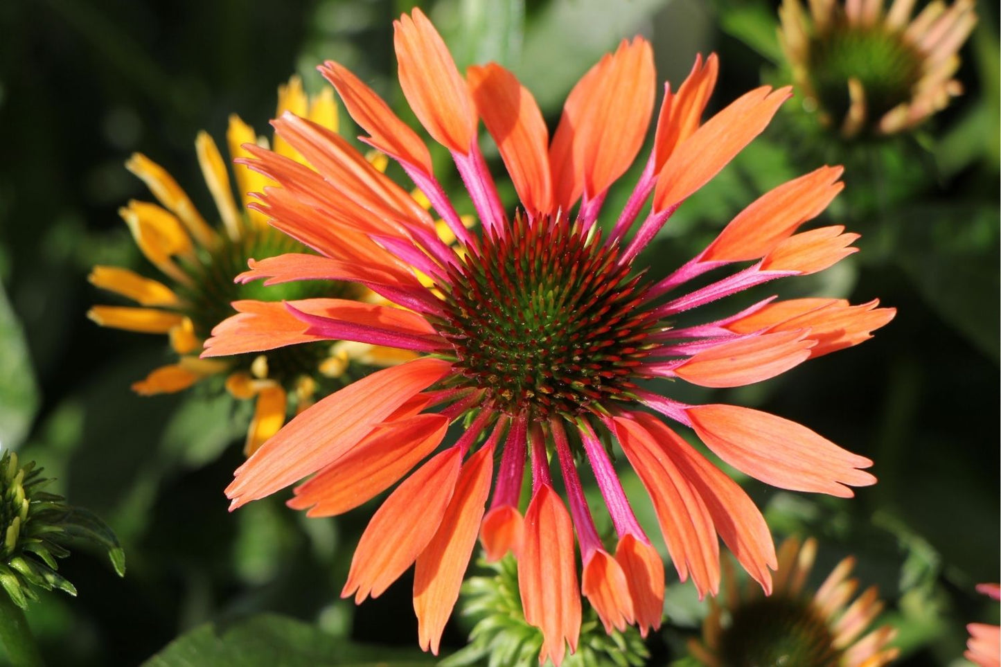 Echinacea 'Orange Pearl' ® Scheinsonnenhut