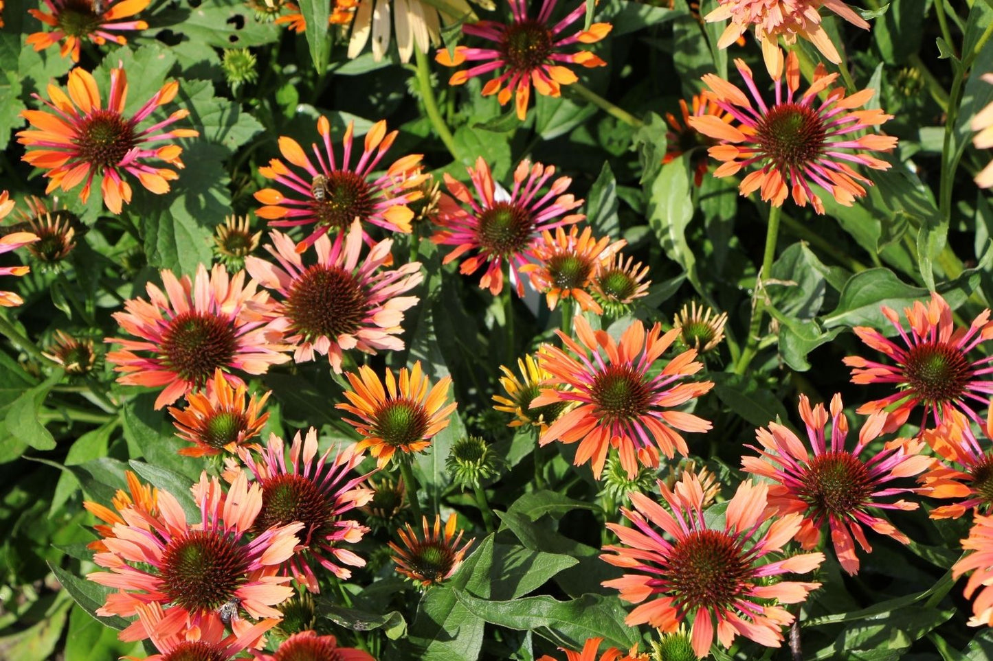 Echinacea 'Orange Pearl' ® (Scheinsonnenhut)