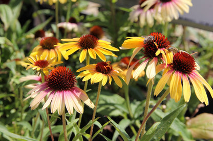 Echinacea 'Rainbow Yellow' ® Scheinsonnenhut