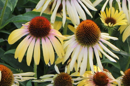 Echinacea 'Rainbow Yellow' ® (Scheinsonnenhut)