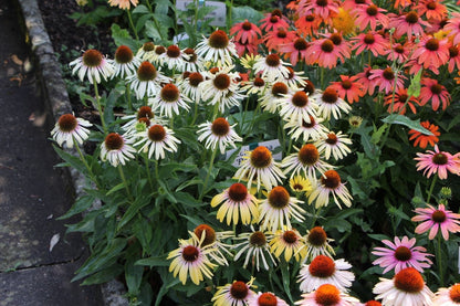 Echinacea 'Rainbow Yellow' ® (Scheinsonnenhut)