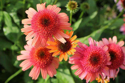 Echinacea 'Carrot Cake' ® Scheinsonnenhut