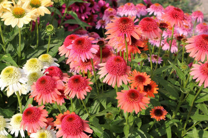 Echinacea 'Carrot Cake' ® (Scheinsonnenhut)