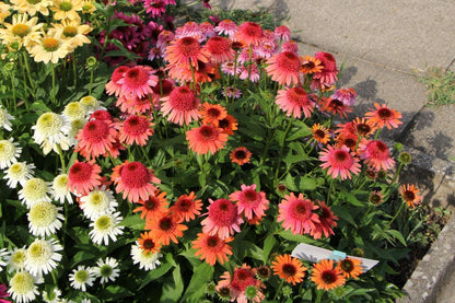 Echinacea 'Carrot Cake' ® (Scheinsonnenhut)