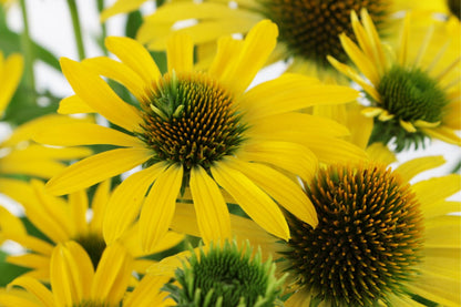 Echinacea 'Fountain Yellow' Scheinsonnenhut