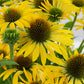Echinacea 'Fountain Yellow' (Scheinsonnenhut)