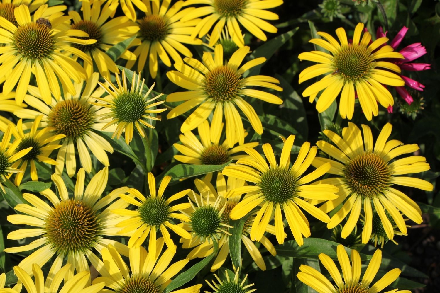 Echinacea 'Fountain Yellow' ® Scheinsonnenhut