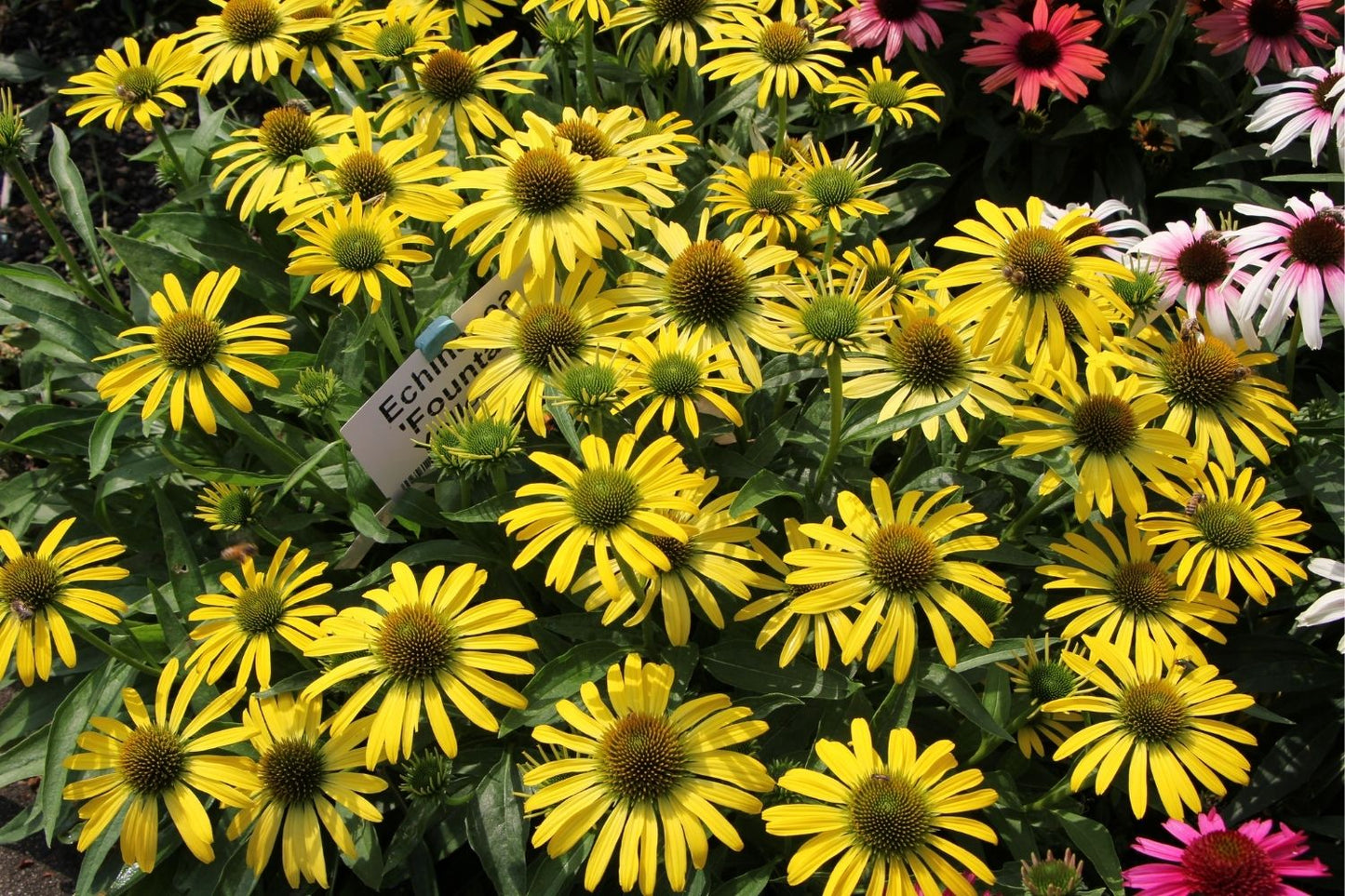 Echinacea 'Fountain Yellow' ® (Scheinsonnenhut)