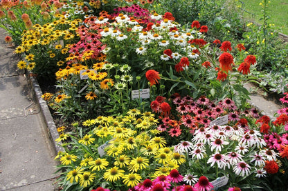 Echinacea 'Fountain Yellow' ® (Scheinsonnenhut)