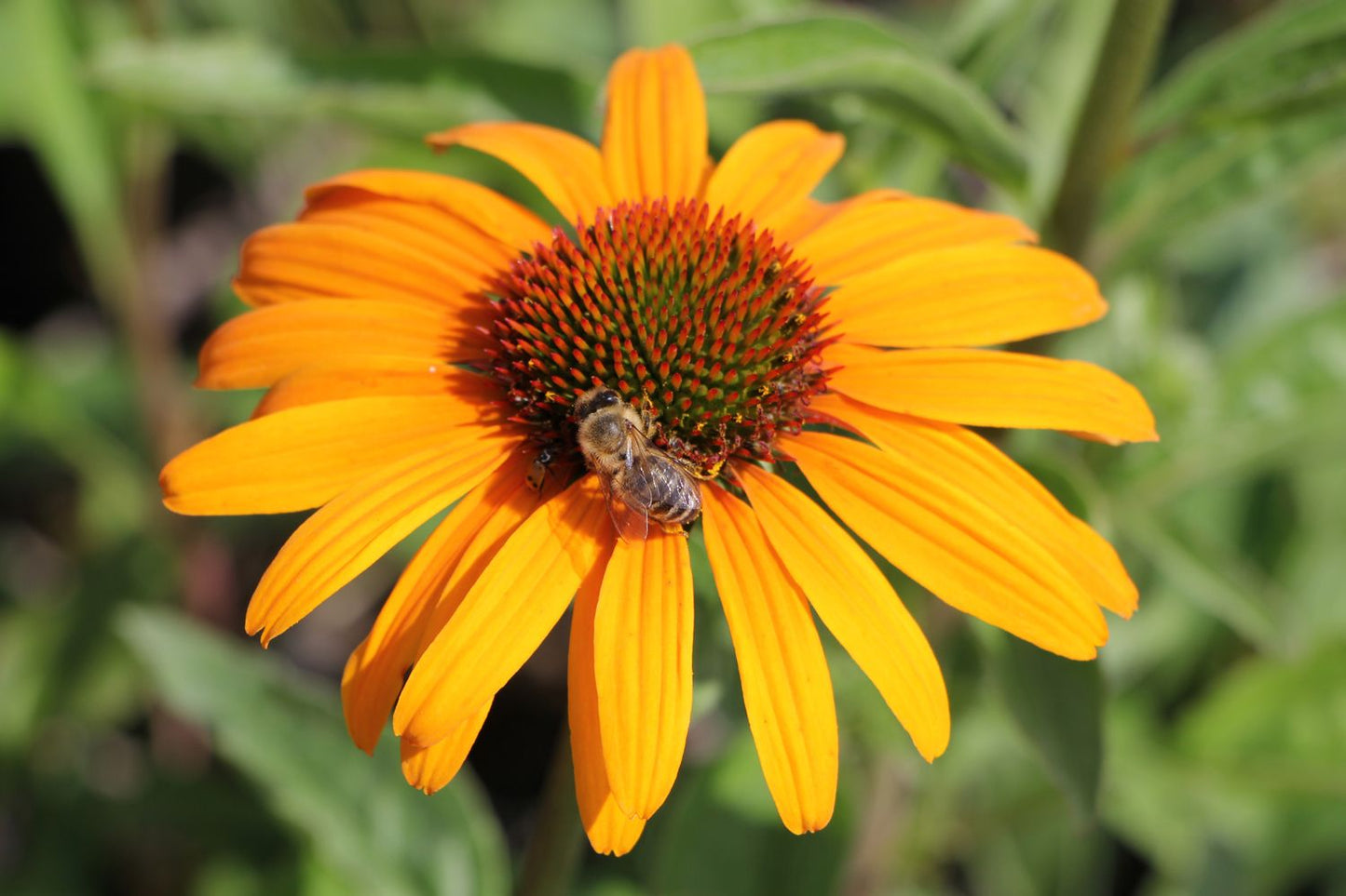 Echinacea 'Honey Skipper' ® Scheinsonnenhut