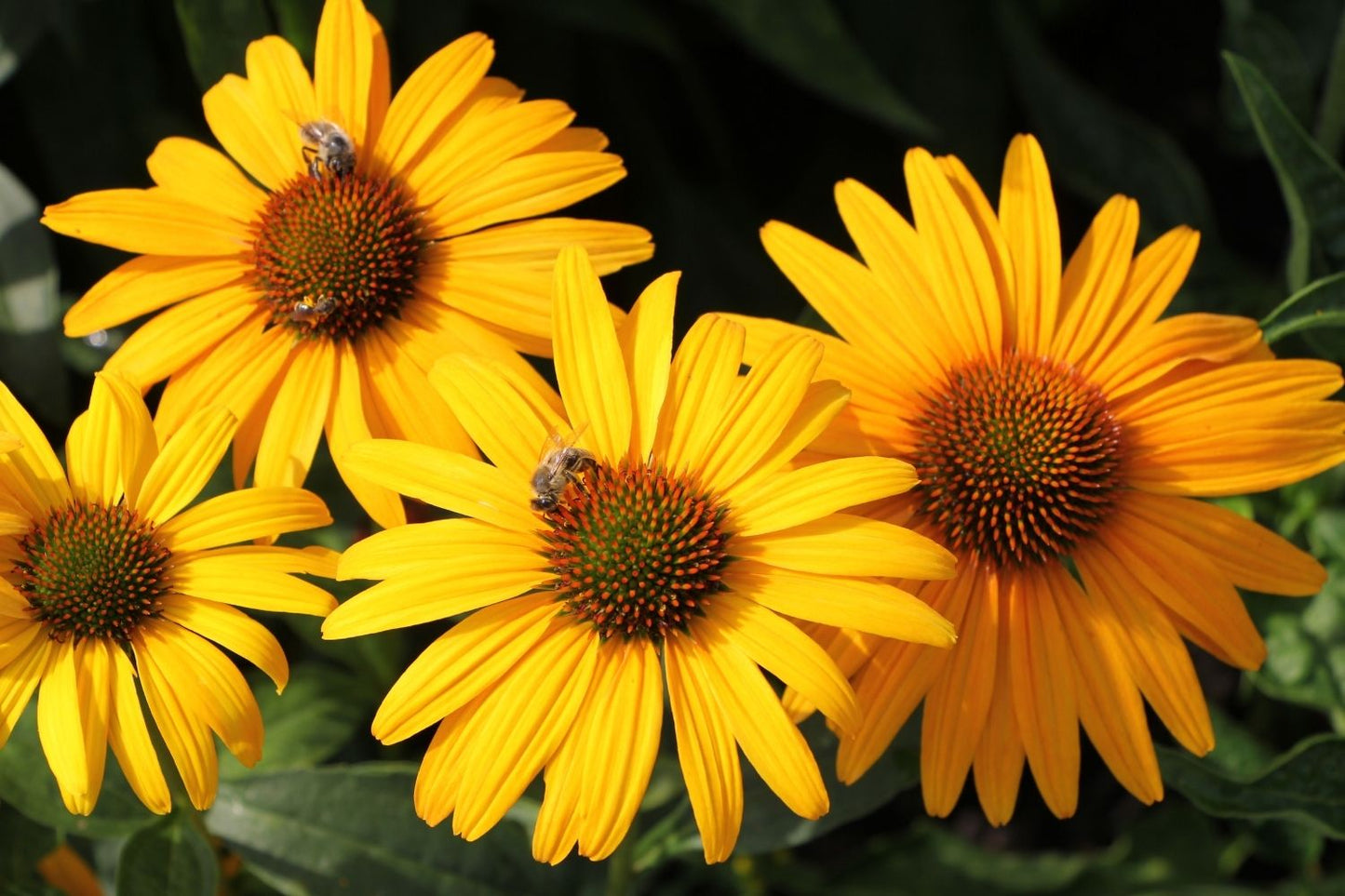 Echinacea 'Honey Skipper' ® (Scheinsonnenhut)